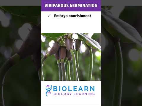 Video: Kaip veikia Vivipary: kodėl sėklos dygsta augale