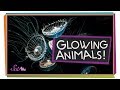 Bioluminescence in Nature: The Science of Glowing Creatures