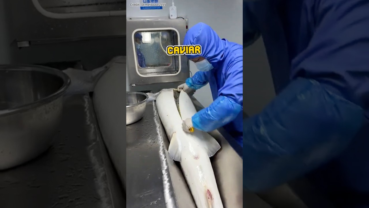 What happens to fish after caviar is harvested?