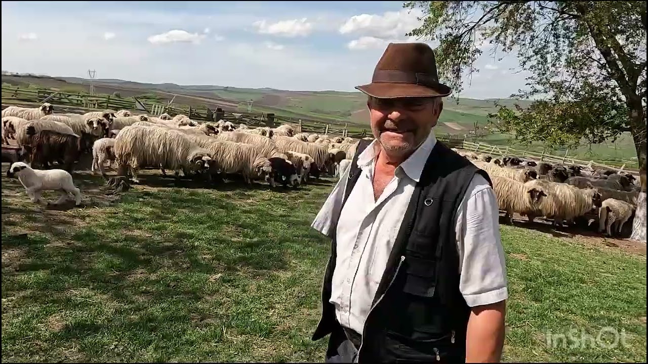 Eugen Vișan -Primul Om ce A Adus Oaia Breaza În Zona.Sa Ne Amintim .Repostat 