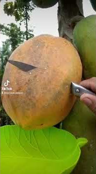 Pepaya kalifornia yang jumbo👍