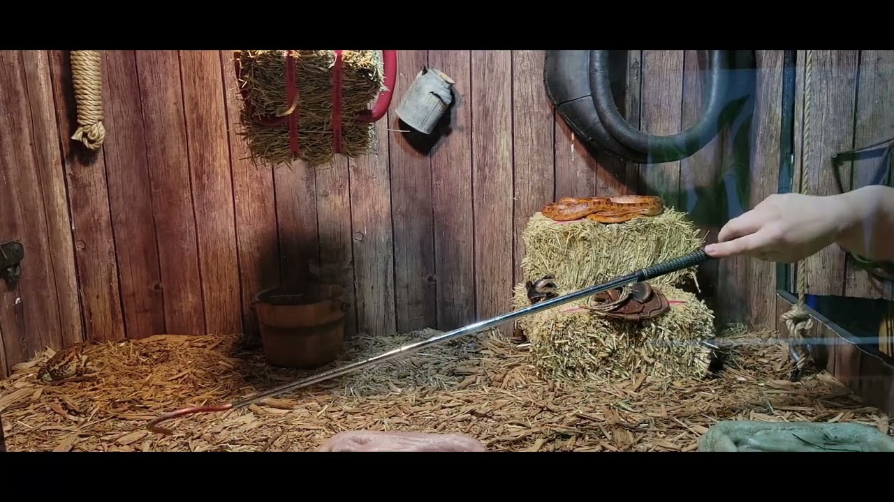 Native Exhibit Fun in the Kernersville Reptile Zoo YouTube