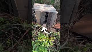 Scared Puppy Hides In Abandoned Wooden Box Beside Road