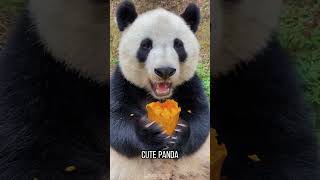 Watching them interact makes me feel likeall my worries have been healed. #panda#pandalover