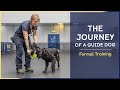 Formal training  episode 5  the journey of a guide dog
