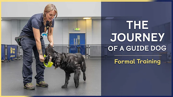 Guidehundsutbildning: Resan mot frihet och självständighet
