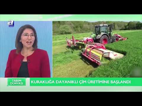 Video: St. Augustine Grass Hakkında Bilgi