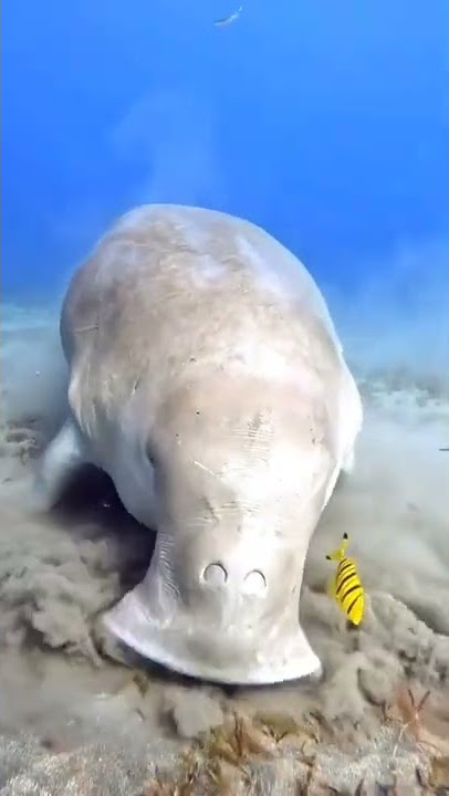 DINNER TIME FOR A BEAUTIFUL DUGONG, OTHERWISE KNOWN AS A SEA COW #shorts