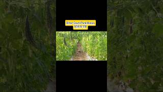 Bitter guard park#viralvideo #farming #video #agriculture #blogger #vlog #bittergourd #garden