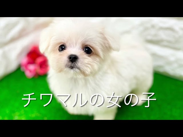 ミックス犬 チワマルの子犬 中之島 Youtube