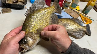 Black Crappie Fish Taxidermy Restoration Part 2