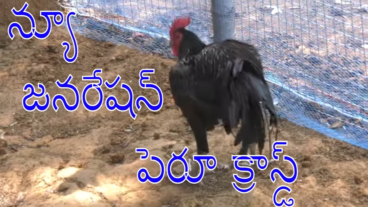 Super Peru Stags in Rao farms  ll పెరూ క్రాస్ పట్టాలు  ll Martin wilder  line  ll    Varma book Agri