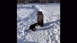 puppy retrieve and bite work