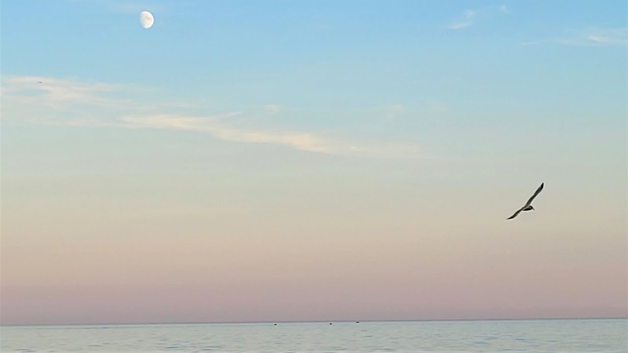 Flying into the sunset Seagulls and Canada geese