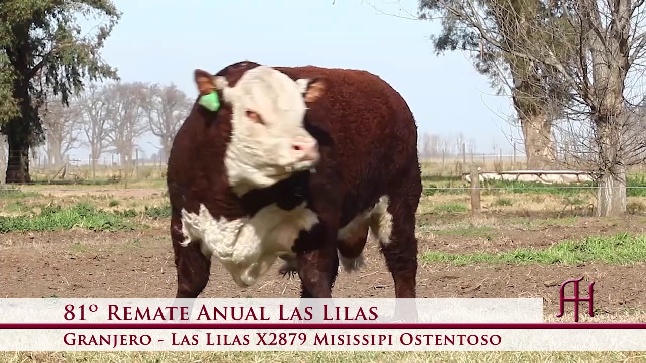 LAS LILAS - 81º Remate Anual en la Cabaña - TOROS Polled Hereford Pedigree 2019