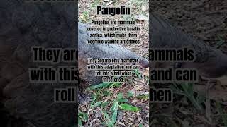Pangolin  in Peril: A Wildlife Crisis