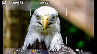 Celebrity CANON EOS R5 / R6 Animal Eye AF: Does it FAIL in the Real World?! (w/ RAW FILES) Profile