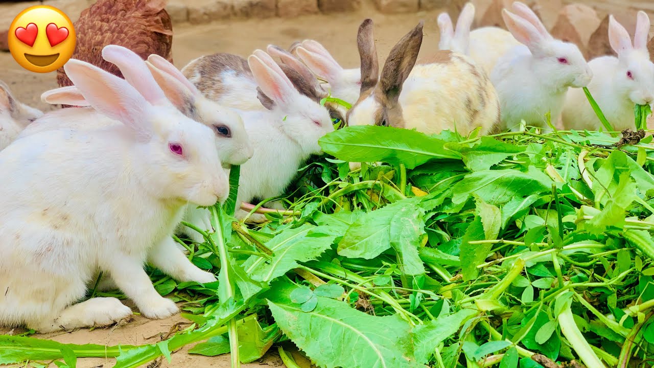 June 1 Rabbit Rabbit Rabbit Blessibg Pic Rabbits Beautiful Blessing of Allah ️ - YouTube