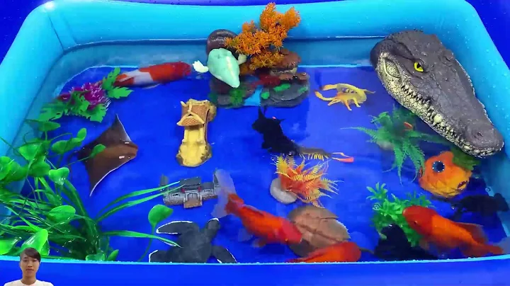 Let's explore what fish and sea creatures there are:sharks,jellyfish#goldfish#animals#viral videos