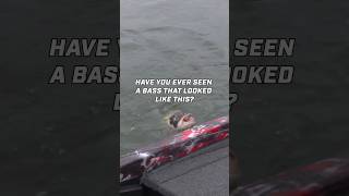 Have you ever caught a bass that looked like this? 👀 #BassFishing #MinnKota