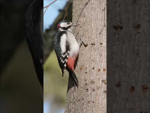 This Woodpecker Found the Sweetest Hack in Nature! 🐦🌳😮 #woodpecker #sap #wildlife #nature #birds