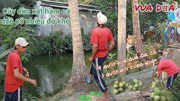 Vua Dừa Miền Tây//Vua dừa xử lý cây dừa xưa xát hầm cá dzồ nhiều độ khó với sự hỗ trợ của camera
