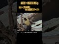 愛すべき史上最低の戦闘シーン😍#スタートレック#怪獣ゴーン#宇宙大作戦