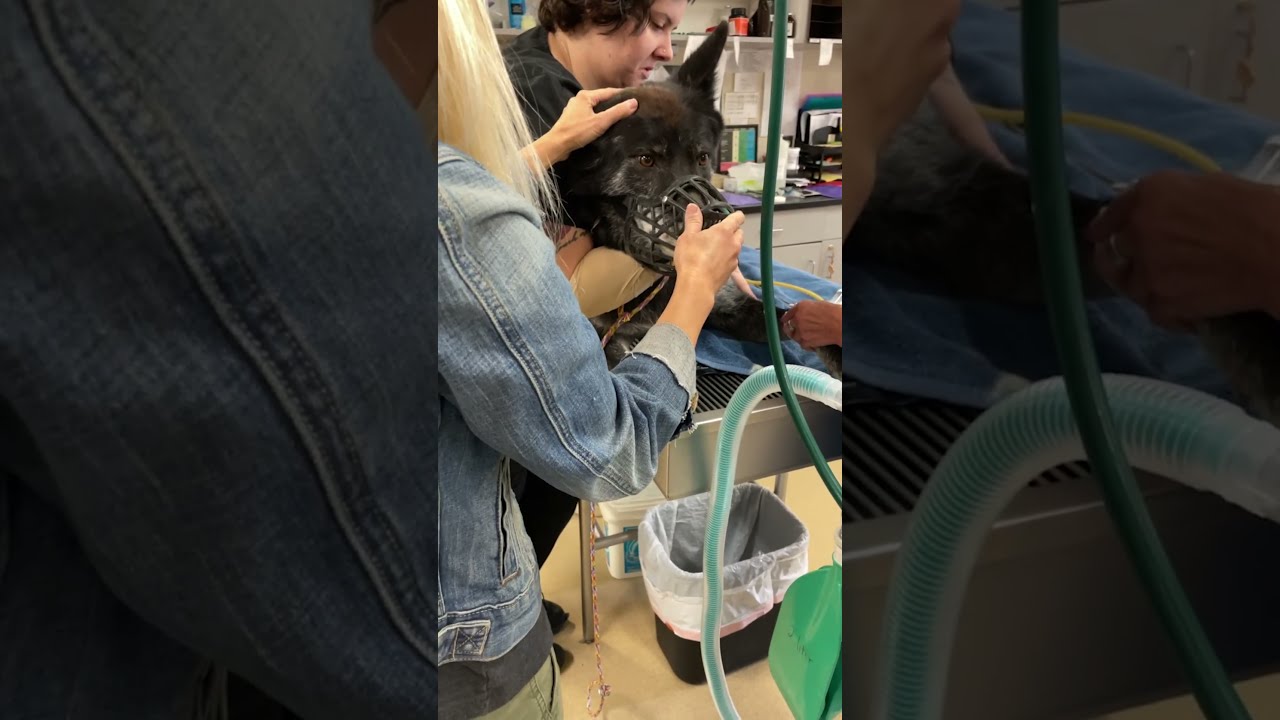 Rescue Wolfdog Gets Neutered He Was Not Happy About It But Better Off Now Shorts Realwolfdogs