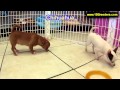 Chihuahua, Puppies, For, Sale, In, Oklahoma City, Oklahoma, OK, Warr Acres, Guthrie, Weatherford, Gl Chihuahua, Puppies, For, Sale, In, Oklahoma City, Oklahoma, OK, Warr Acres, Guthrie, Weatherford, Gl