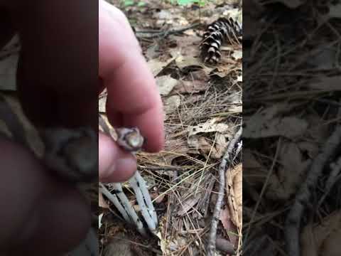 Indian Ghost Pipe
