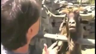 VIDEO LUCU BANGET BIKIN NGAKAK KAMBING TERIAK SUARANYA MIRIP MANUSIA