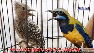 PELATUK BATU VS CUCAK CUNGKOK || MATERI BESETAN  TEMBAKAN SUPER TAJAM