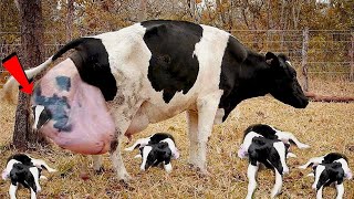 Фермер не переставал кричать, когда увидел что родила его корова!