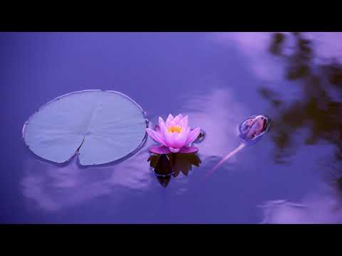 ესტრადის მომღერალი მარინა კახიანი - გულო ჩემო