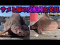 豚とサメのハーフが生まれた。