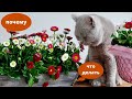 Почему коты едят цветы и как их отучить грызть растения