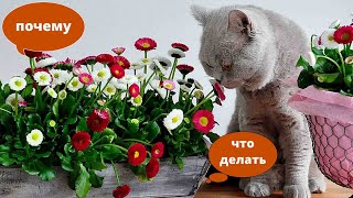 Почему коты едят цветы и как их отучить грызть растения