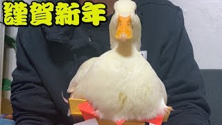 2020年！アヒルを初風呂に入れてみました