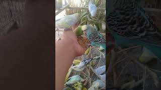 Discover the Colorful Budgie World That Is Fascinating Bird Enthusiasts in Austin 8