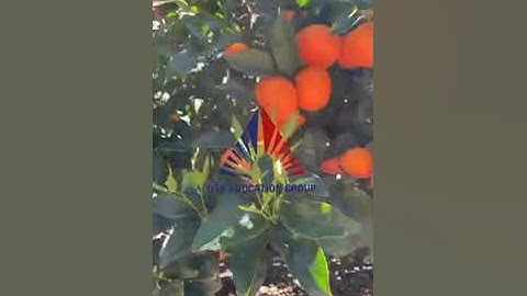 Công việc farms tại Robinvale Úc kiếm 300 đô Úc/ ngày -  FARM QUÝT TRÚNG MÙA