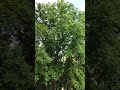 زقزقة الطيور على الأشجار متعة الناظرين