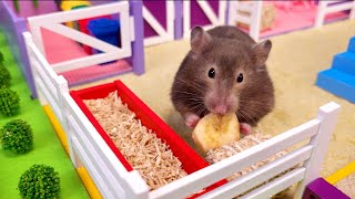 Cute HAMSTER 🐹 visits amazing HORSE FARM 🐴 with SWIMMING POOL