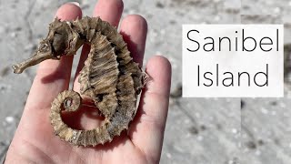 I found seahorses on Sanibel Island! Post Hurricane Ian treasures left behind.