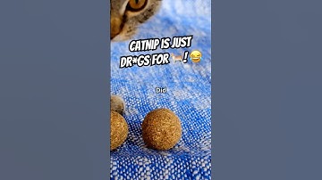 Why Catnip Makes Cats Go Crazy 🐱🌿 #cat #catfacts