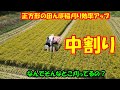 正方形の田んぼは、中割りの稲刈りで効率アップ 田んぼ・2025 20250830 クボタ・ER323