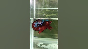 Cách nuôi cá betta sung khoẻ