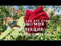 РОЗЫ//Моя коллекция//Июньское цветение.