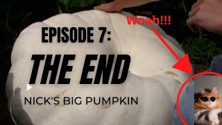 Giant Pumpkin 2022 Episode 7: The End Of Nick's Big pumpkin