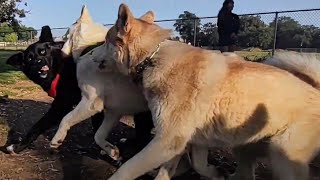 Huskies Team Up To Go After Karelian Bear Dog Mix At Dog Park