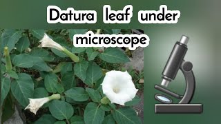 Datura leaf under microscope